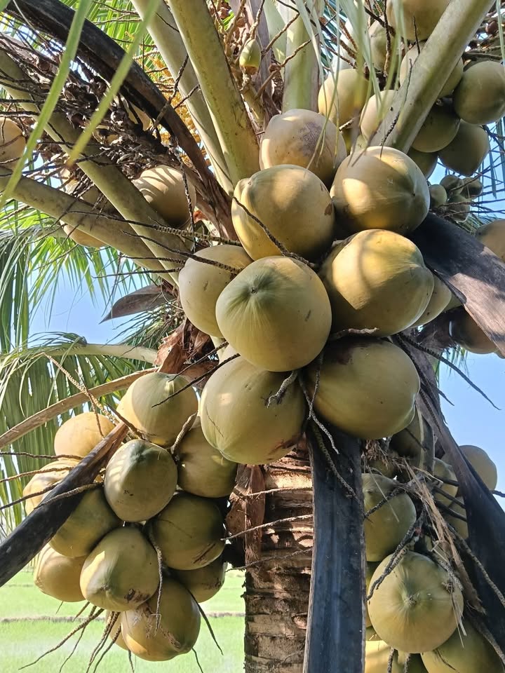 Đất vườn Mỹ Thạnh, Ba Tri 3000m² giá 280 triệu - Đầu tư sinh lời cao!