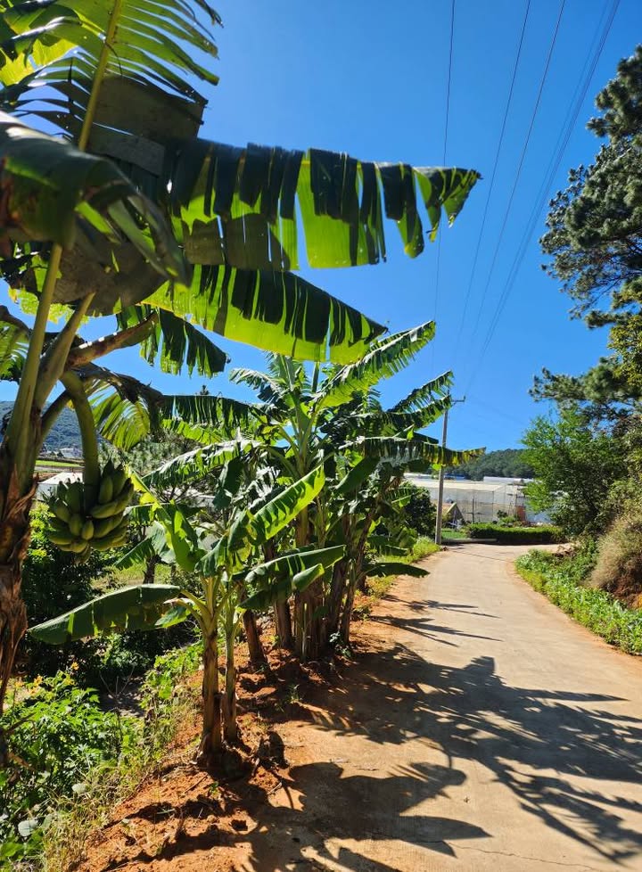 Đất nền Hiệp An, Đức Trọng 375m² giá chỉ 320 triệu - View núi tuyệt đẹp!