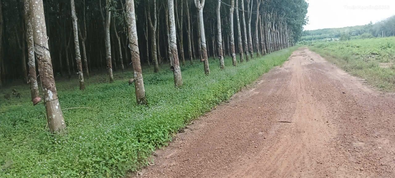 Đất Farm 12ha tại Minh Thành, Chơn Thành giá chỉ 2,7 tỷ - Cơ hội đầu tư hấp dẫn!