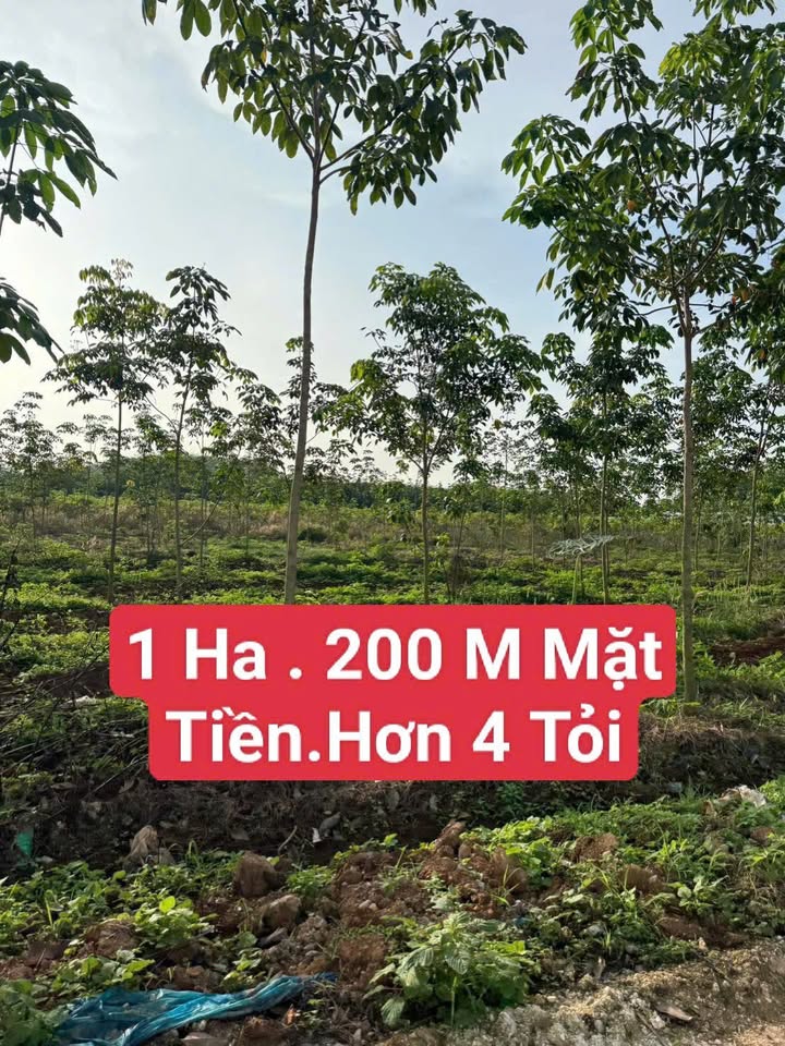 Đất nền 1 Hecta An Linh, Phú Giáo, Bình Dương - Giá chỉ 4 tỷ!