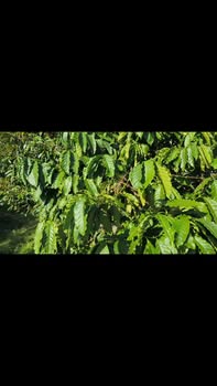 Farm đẹp Đắk Nông 2ha giá 3.999 tỷ - Cơ hội đầu tư sinh lời!