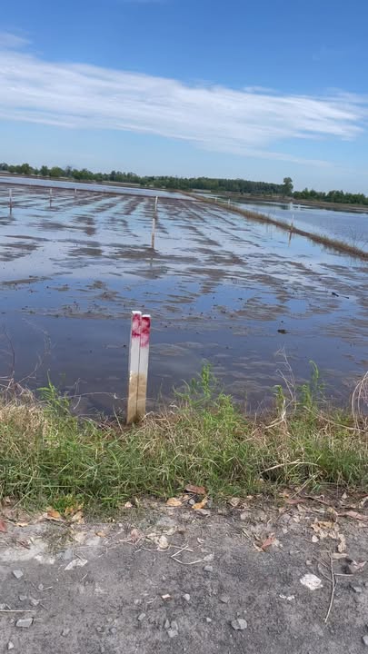 Đất lúa 1000m² tại xã Phước Chỉ, Trảng Bàng, Tây Ninh - Giá chỉ 430 triệu!