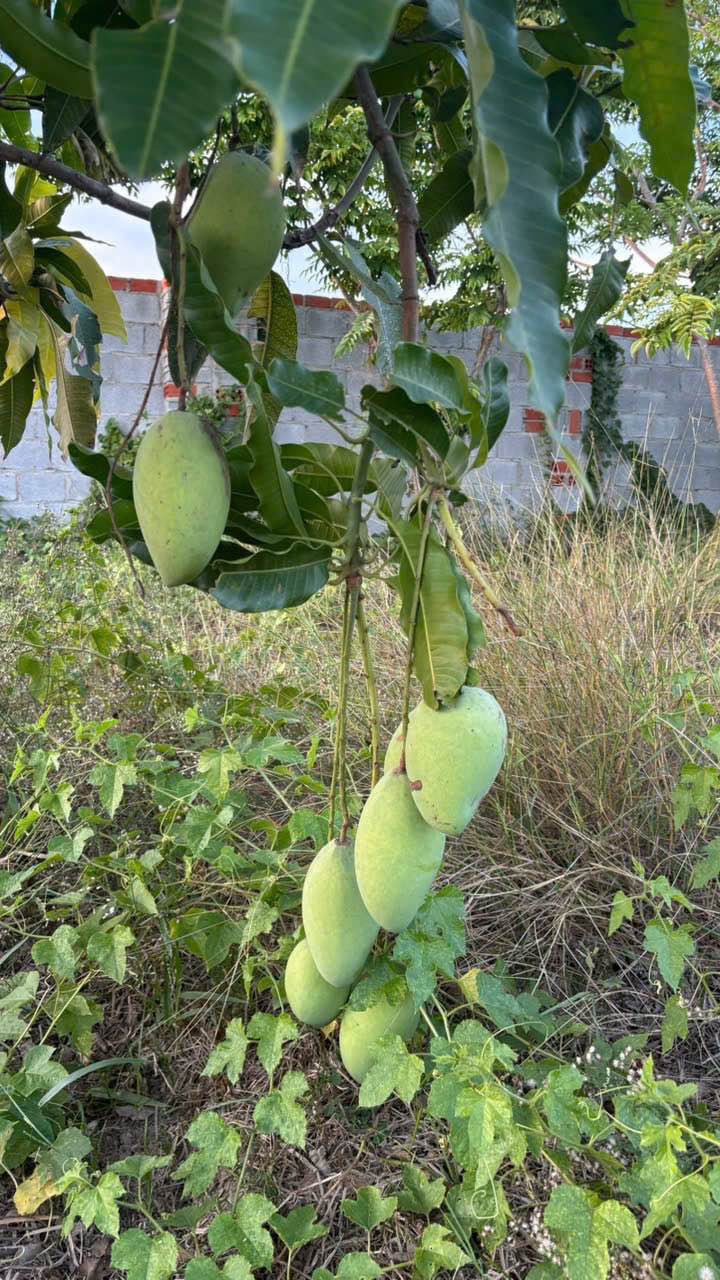 Đất vườn góc 2 mặt tiền Phước Dân 1414m² giá 1.2 tỷ - Cơ hội đầu tư sinh lời!