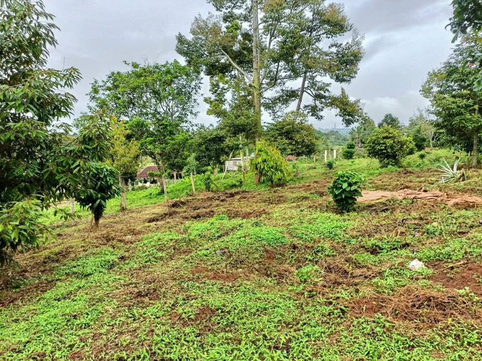 Đất thổ cư Pơng Drang 408m² giá 500 triệu - Cơ hội đầu tư tuyệt vời!