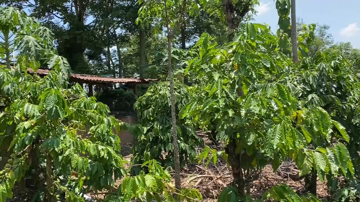 Đất rẫy cà phê 1,4ha tại Cư M'gar, Đắk Lắk - Giá chỉ 1.3 tỷ VND, thương lượng ngay!