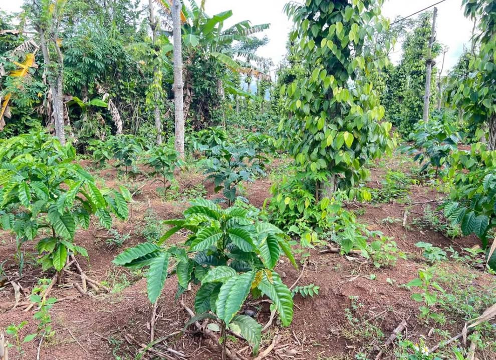 Đất nhà vườn 1.500m² phường Ea Kao, Đắk Lắk - Chính chủ bán gấp!