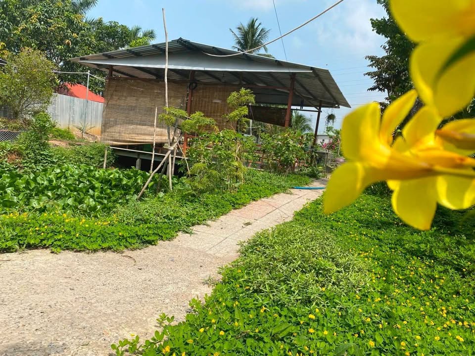 Bán Farm nghỉ dưỡng tại Bình Hưng, Phước Thới 1678m² giá 4 tỷ - Không gian thiên nhiên lý tưởng!