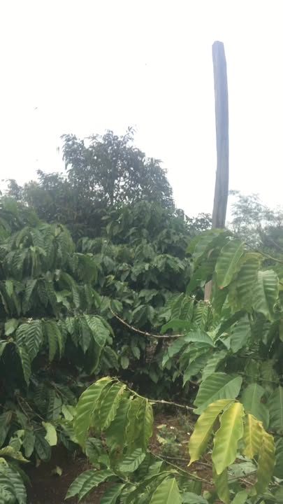 Đất nền thổ cư 2,5 Sào xã Hòa Thuận, Buôn Ma Thuột giá 2,5 tỷ - Cơ hội đầu tư tuyệt vời!