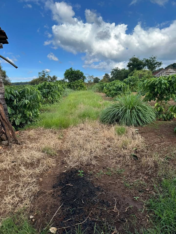 Đất rẫy thôn 8, xã Ea Khăl 8500m² giá 1.6 tỷ - Phù hợp đầu tư kinh doanh!