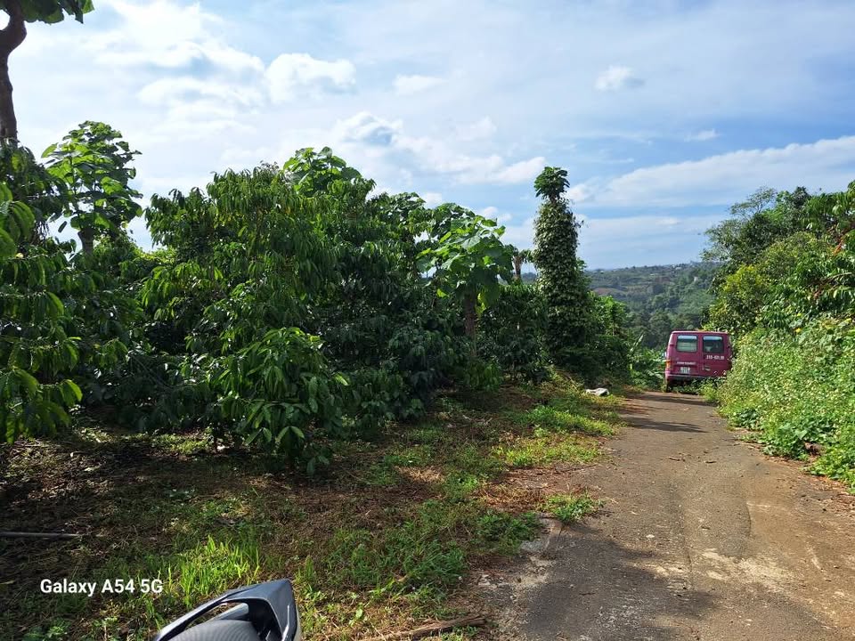 Bán lô đất cà phê Lộc Nga, Bảo Lâm 3000m² - Giá chỉ 2.7 tỷ!