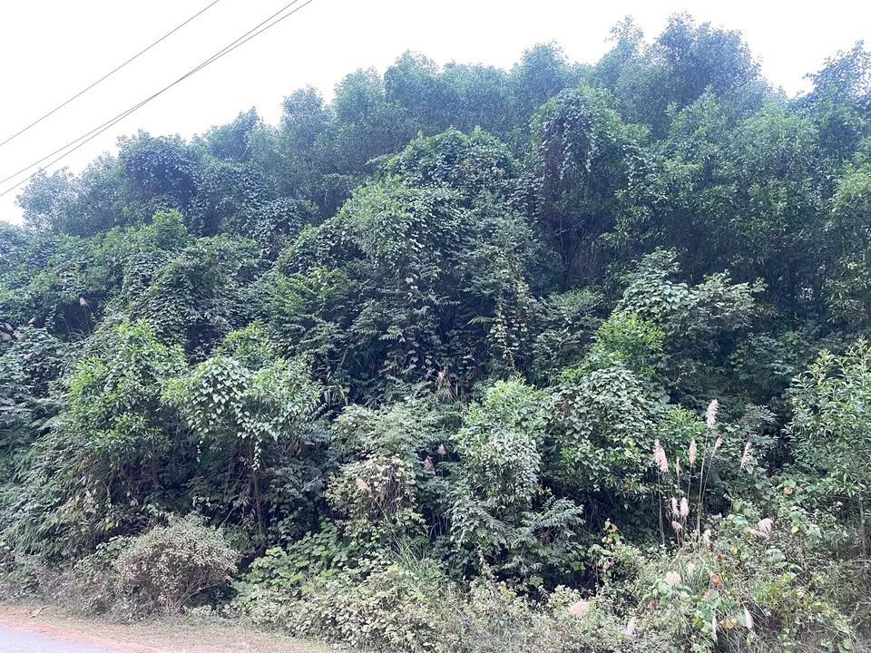 Đất Farm Hạ Hòa Phú Thọ 1ha giá 30 tỷ - Đường tỉnh lộ 40m, cơ hội đầu tư tuyệt vời!