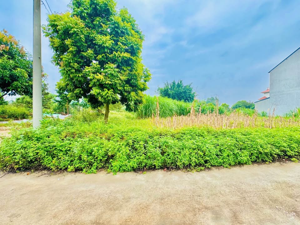 Đất nền đẹp tại xã Phù Ninh, Phú Thọ 152m² chỉ 1.9 tỷ - Đầu tư sinh lời ngay!