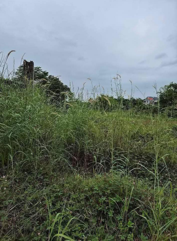 Đất vườn Cộng Hòa, TP Chí Linh 2270m² giá 2 tỷ - Cơ hội đầu tư tuyệt vời!