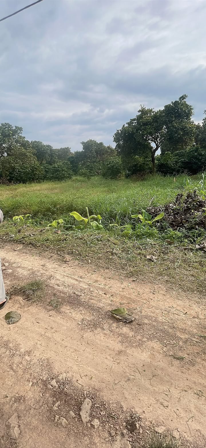 Đất nền thổ cư 5.300m² tại thôn 16, xã Nam Dong, giá chỉ 1.35 tỷ - Đầu tư sinh lời ngay!