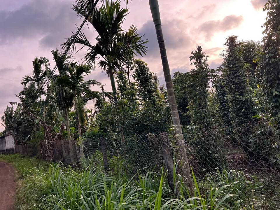 Đất thổ cư 2000m² đường Cao Thắng, phường Ea Kao - Giá chỉ 2 tỷ, bán gấp!