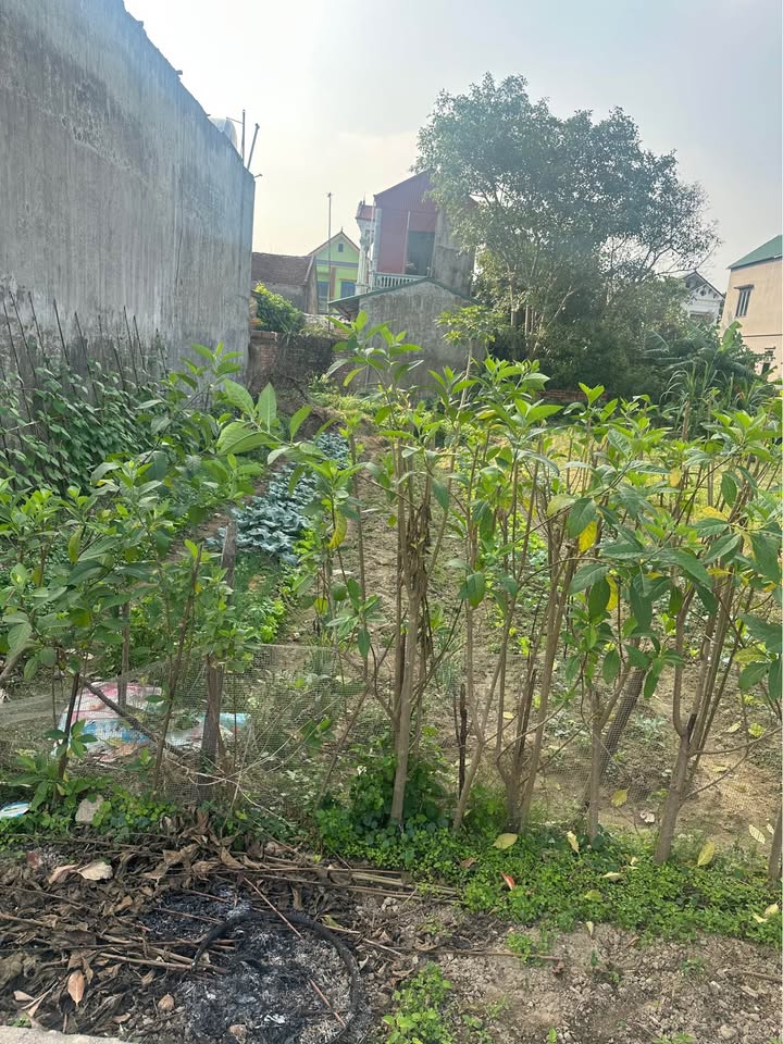 Đất thổ cư Ninh Xá Thuận Thành 120m² - Gần KCN và công viên xanh!