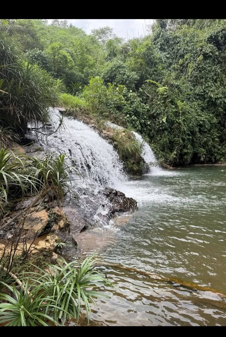 Lô đất rừng sản xuất 70.000m² tại Thu Ngạc, Tân Sơn - Giá chỉ vài trăm triệu!