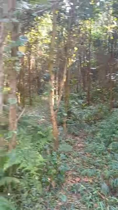 Đất rừng sản xuất 10ha tại xã Xuân Phú, Thọ Xuân - Giá thỏa thuận, cơ hội đầu tư hấp dẫn!