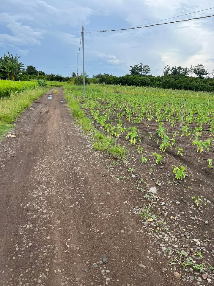 Đất nền Xuân Bắc 10.800m² giá 1.3 tỷ - Sổ đỏ chính chủ, đầu tư sinh lời!