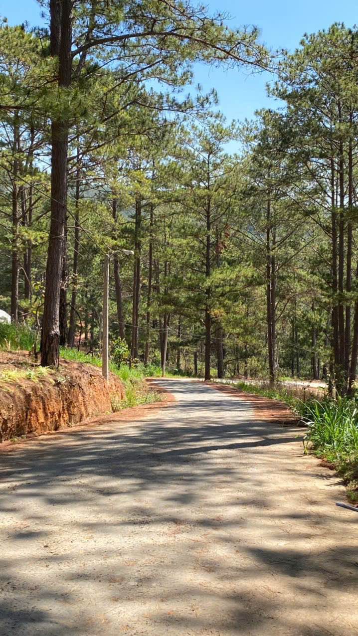 Đất nông nghiệp Đà Lạt 2400m² giá 11 tỷ - View rừng thông tuyệt đẹp!