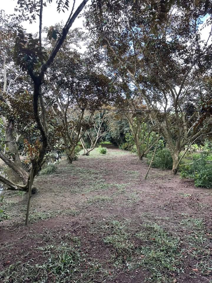 Đất vườn Tân Thới, Phong Điền 300m² giá 199 triệu - Cơ hội đầu tư tuyệt vời!