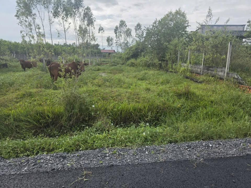 Đất thổ cư 155m² tại xã Trung Lập Hạ, Củ Chi - Giá 1.5 tỷ, sổ đỏ chính chủ!