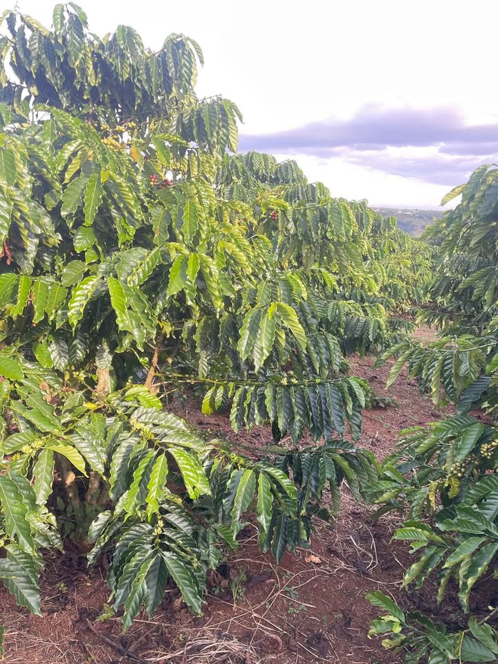 Đất nền Tân Thanh, Lâm Hà 54,000m² giá 2.65 tỷ - Đầu tư sinh lời tuyệt vời!