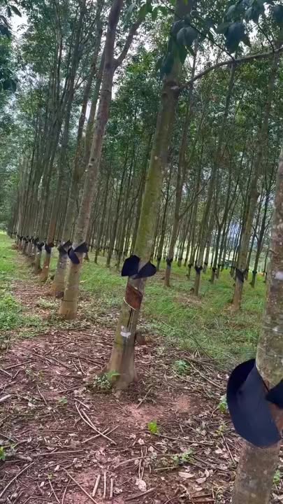 Đất nền Cư Elang, Ea Kar 15000m² giá 1.1 tỷ - Đầu tư sinh lời ngay!