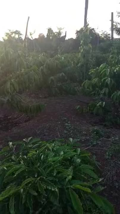Đất rẫy cà phê 1,4 héc tại Ea M'Droh - Giá chỉ 1,3 tỷ VND, thương lượng tốt!