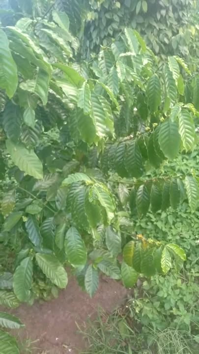 Đất Farm gần 1 hecta tại Ea Khal, Đắk Lắk chỉ 1.7 tỷ - Cơ hội đầu tư sinh lời!