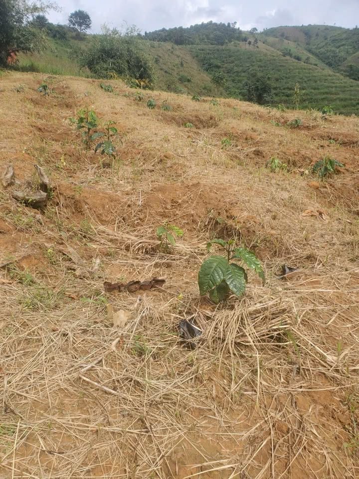 Rẫy cà phê 17.000m² tại Ngọk Réo, Đăk Hà, Kon Tum - Giá chỉ 500 triệu