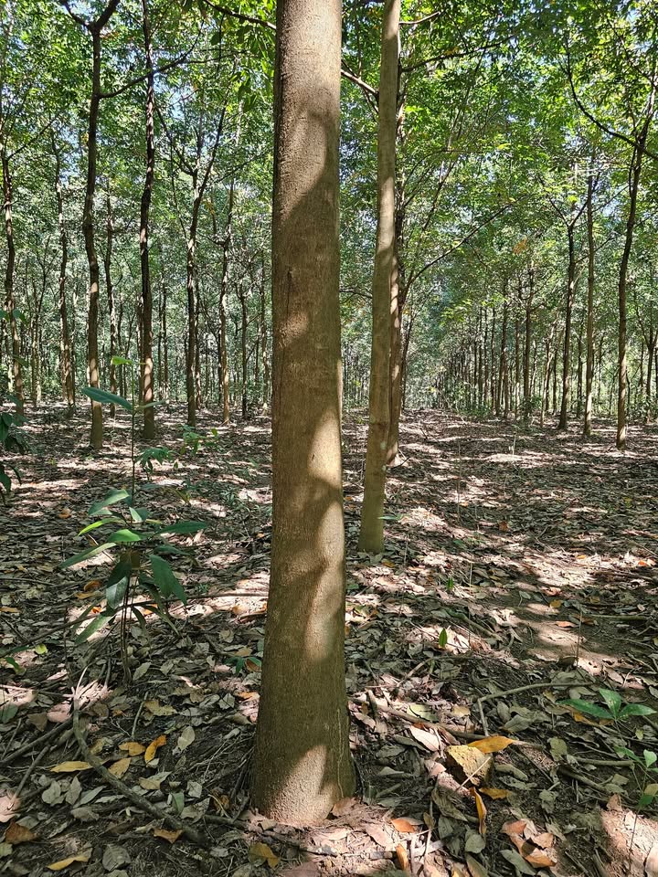 Đất nông nghiệp Hưng Phước Bù Đốp 10.000m² giá 1.7 tỷ - Cơ hội đầu tư tuyệt vời!