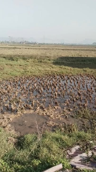 Đất đấu giá tại khu phố 12, xã Quỳnh Thạch, huyện Quỳnh Lưu, Nghệ An - Diện tích 195m², giá chỉ 2 tỷ!