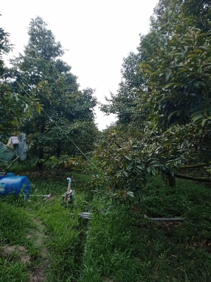 Đất nông nghiệp 90.000m² xã Thanh Mỹ, Tháp Mười giá 5 tỷ - Cơ hội đầu tư hấp dẫn!