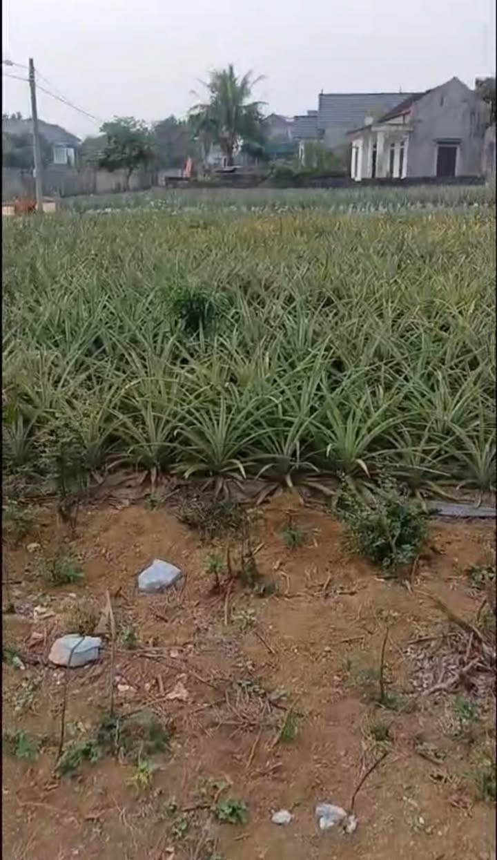 Đất nền Quang Sơn Tam Điệp 105m² chỉ 700 triệu - Cơ hội đầu tư hấp dẫn!