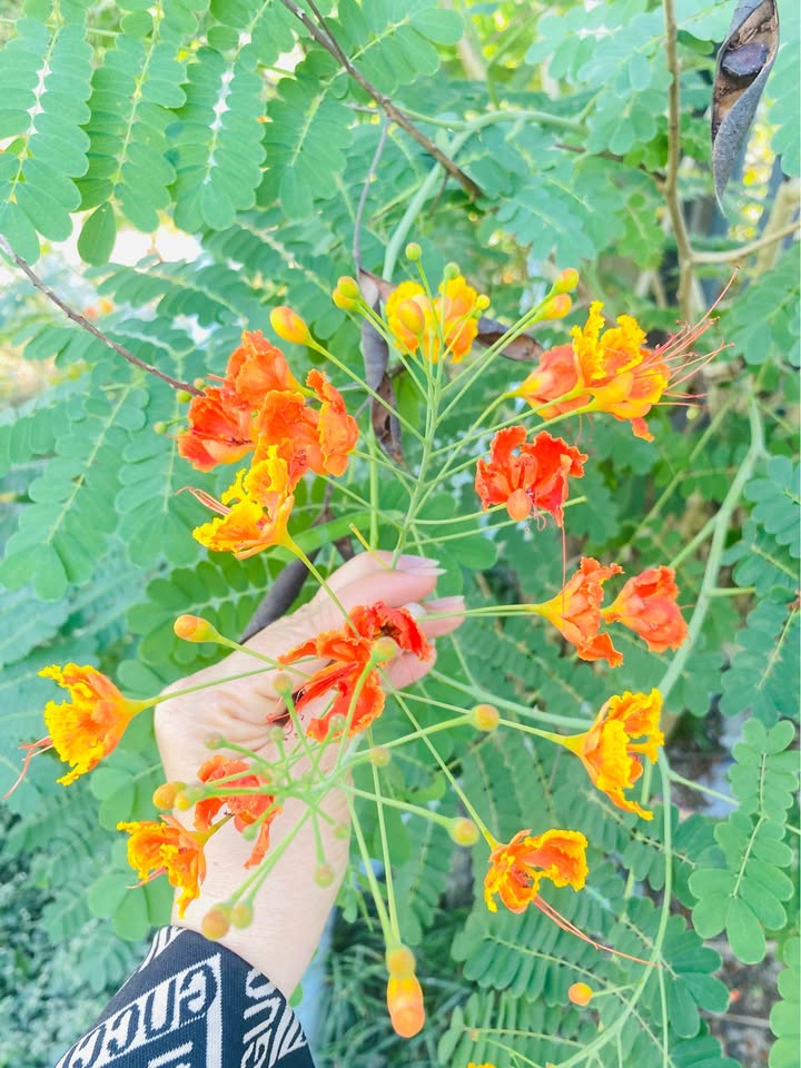 Đất nền Trường Đông 100m² giá chỉ 280 triệu - Cơ hội sở hữu ngay!