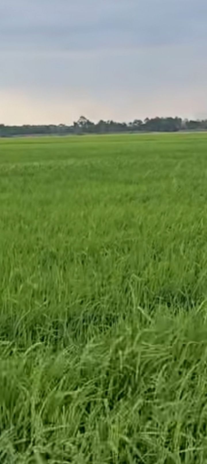 Đất ruộng 26.000m² xã Vĩnh Phú, huyện Giang Thành chỉ 2.86 tỷ - Cơ hội đầu tư sinh lời!