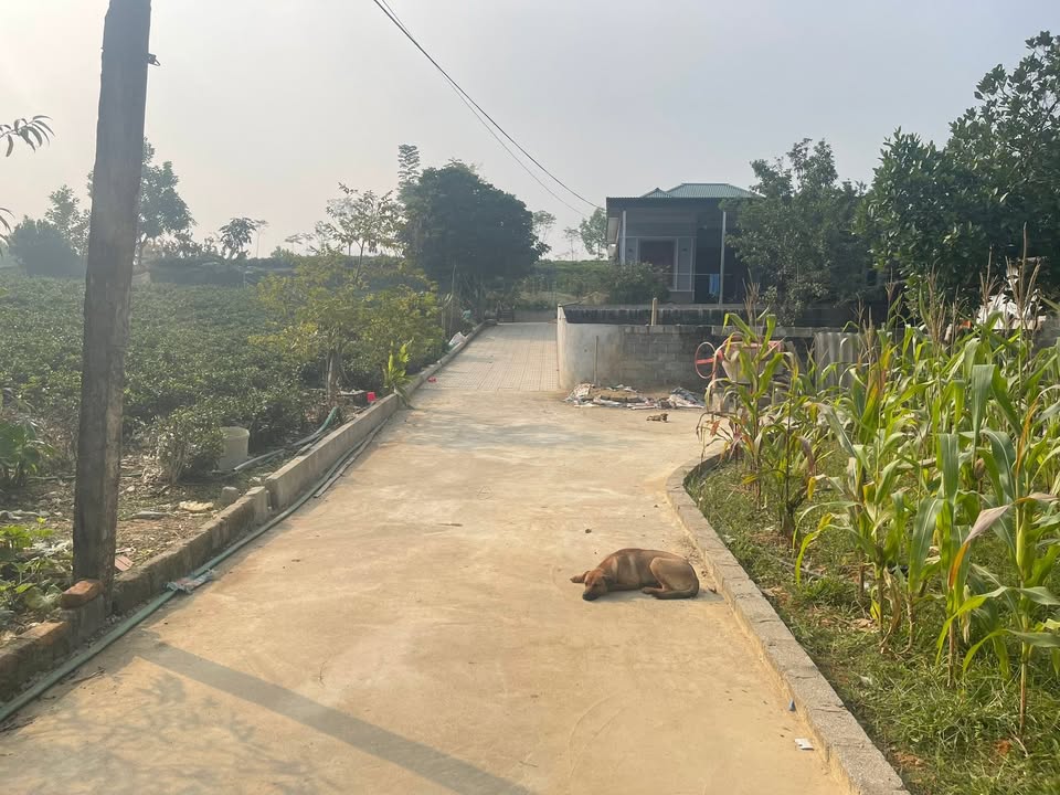 Đất thổ cư Lục Ba - Đại Từ 115m² giá 400 triệu - Vị trí đẹp, đầu tư sinh lời!