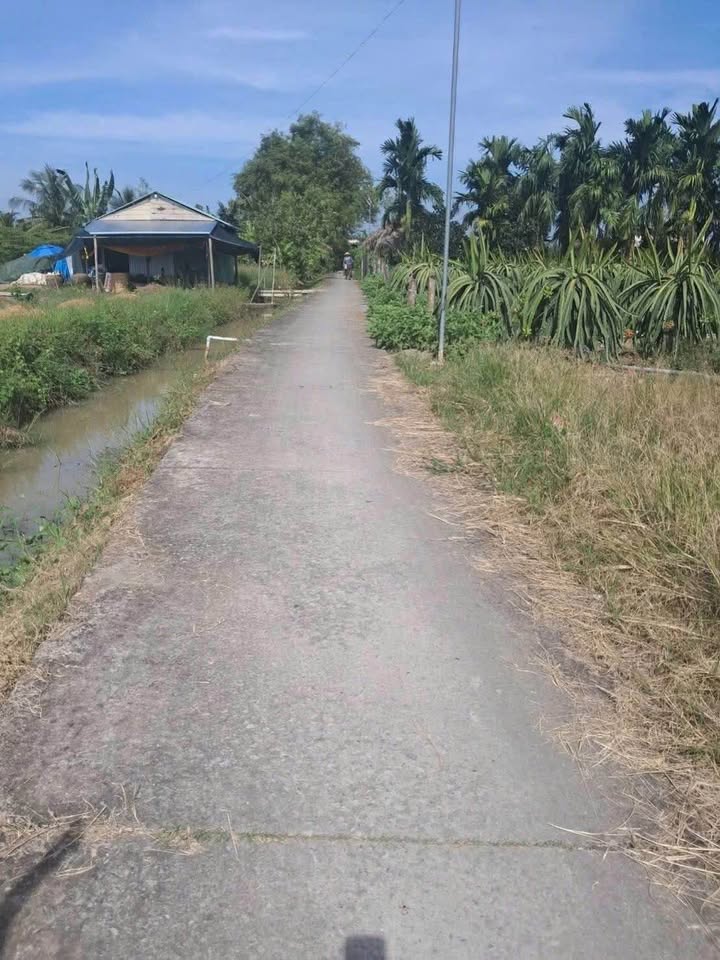 Đất lúa 2 mặt tiền Đường Đan, Châu Thành, Long An 1000m² - Giá chỉ 590 triệu