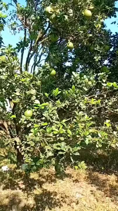 Đất nền Hòa Bắc 5,8 xào giá chỉ 1,914 tỷ - Cơ hội đầu tư tuyệt vời!