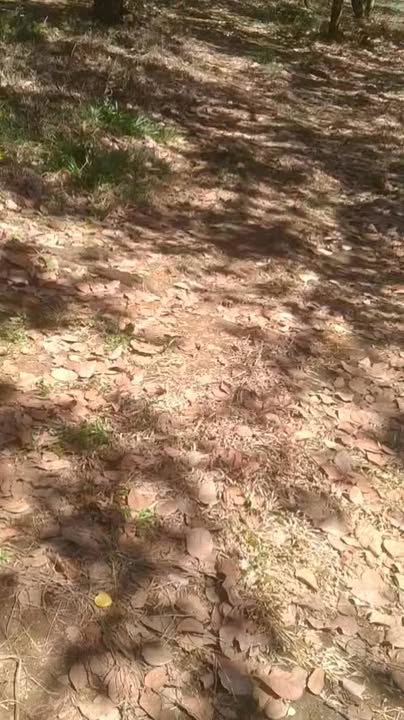 Đất nền 2,5ha tại Thôn 7, xã Bình Cũ - Giá chỉ 2,2 tỷ VND