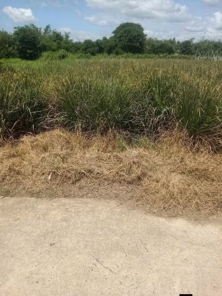 Đất nền Tân Xuân, Ba Tri, Bến Tre 805m² giá 800 triệu - Vị trí đắc địa, sổ đỏ chính chủ!