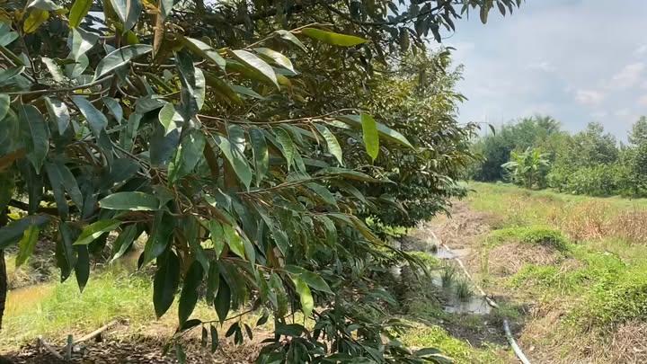 Đất thổ cư 1.4 công mặt tiền đường tỉnh lộ 861 giá 1.6 tỷ - Cơ hội đầu tư hấp dẫn!