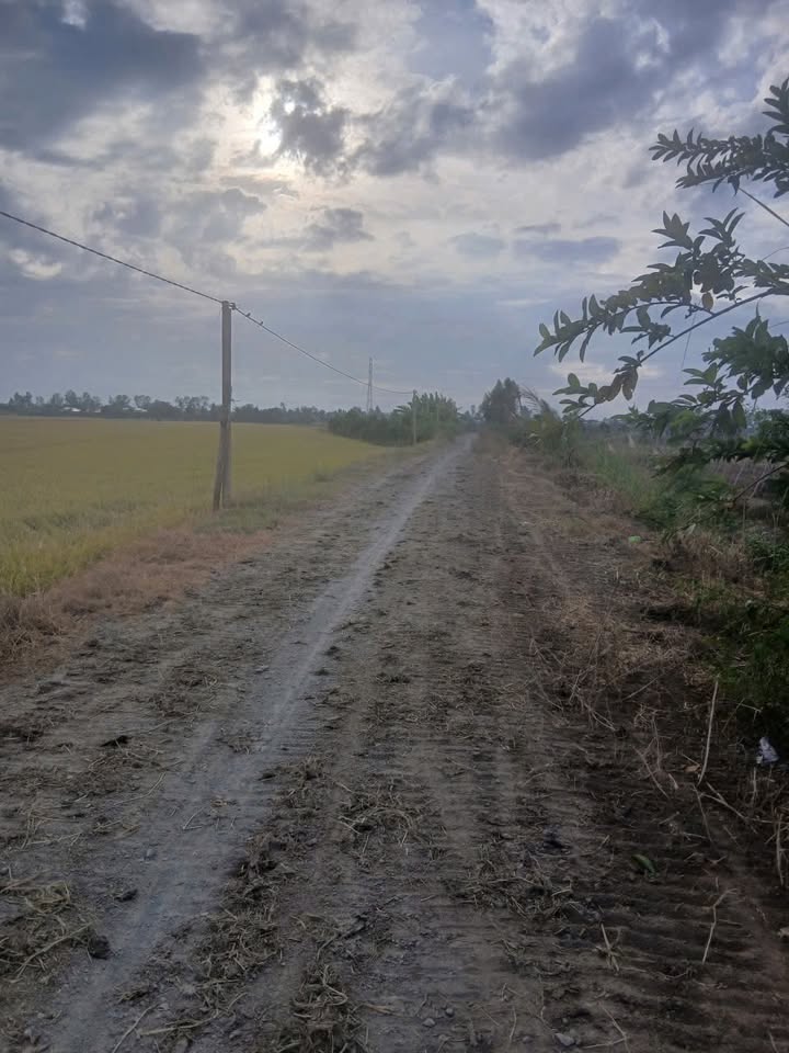 Đất ruộng lúa Tân Công Chí 29,000m² giá 3.373 tỷ - Cơ hội đầu tư hấp dẫn!