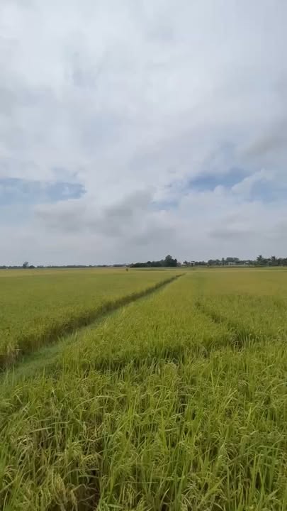 Đất Lúa Ấp An Thuận, Đức Hòa, Long An 2700m² - Chỉ 680 triệu!