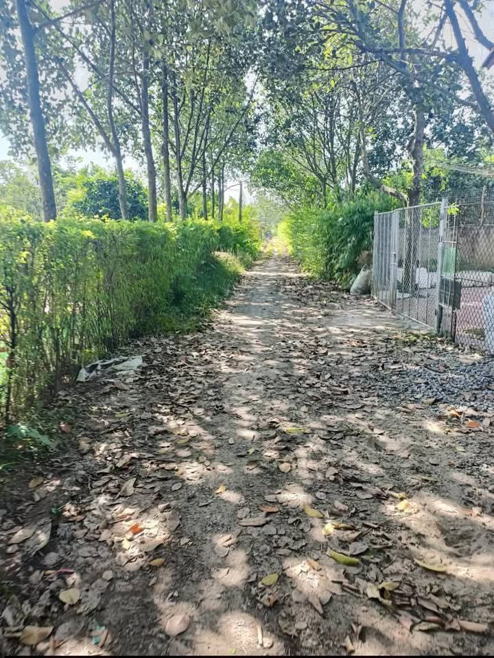 Đất trồng cây lâu năm tại Đại Hưng, Mỹ Đức 1715m² - Giá chỉ 2 tỷ!