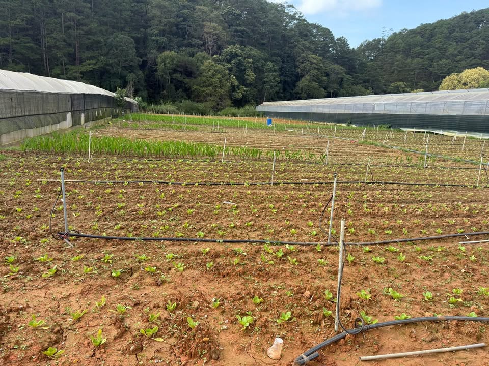 Đất nền Đạ Sar, Lạc Dương 5000m² - Sổ đỏ chính chủ, tiện nghi đầy đủ!