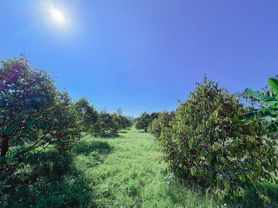 Đất thổ cư Phường Bình Lộc 300m² giá 1.9 tỷ - Vị trí đẹp, sổ hồng chính chủ!