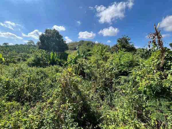 Đất Farm Nghĩa Thành Châu Đức 16ha giá 5.2 tỷ - Cơ hội đầu tư hấp dẫn!