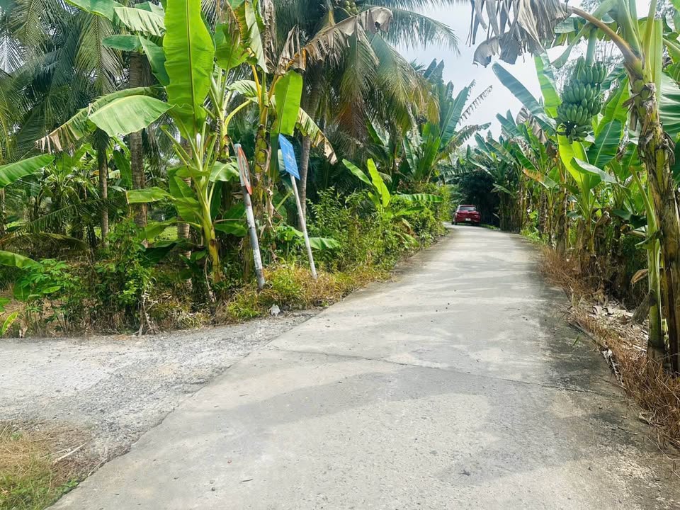 Đất vườn 3000m² tại Long Hưng, Đồng Tháp - Đang thu hoạch dừa, giá 2.7 tỷ!